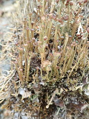 Cladonia ecmocyna