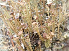 Cladonia ecmocyna