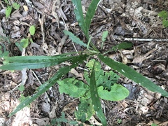 Cirsium carolinianum