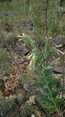 Lithospermum macromeria