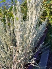 Artemisia cana