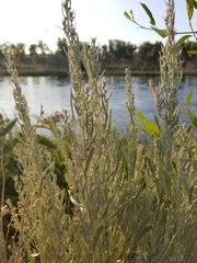 Artemisia cana