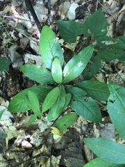 Croton alabamensis