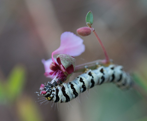 Clarkia élégant 2
