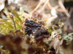 Cladonia ecmocyna