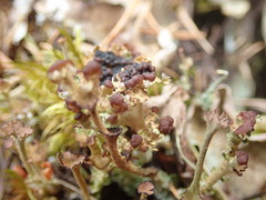 Cladonia ecmocyna