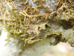Pseudocyphellaria citrina