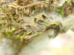 Pseudocyphellaria citrina
