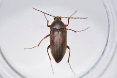 Androchirus erythropus