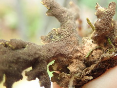 Pseudocyphellaria citrina