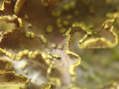 Pseudocyphellaria citrina