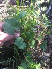 Sidalcea oregana hydrophila