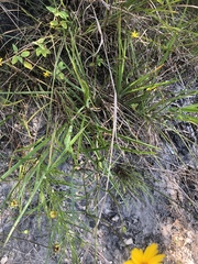 Coreopsis grandiflora inclinata