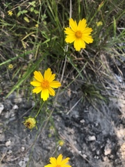 Coreopsis grandiflora inclinata
