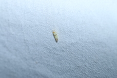 Empoa gillettei