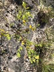 Phyllanthopsis phyllanthoides