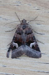 Drasteria perplexa