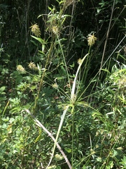Cyperus retrofractus