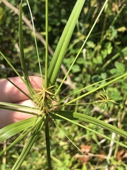 Cyperus retrofractus