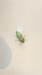 Buprestis confluenta