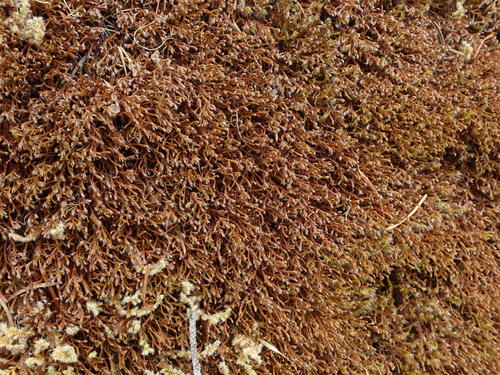 Image of Pseudobraunia californica by no rights reserved