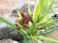 Ferraria foliosa
