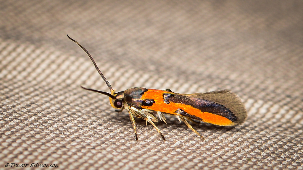 Kermes Scale Moth