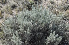 Artemisia cana