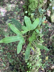 Pyrrosia polydactylos