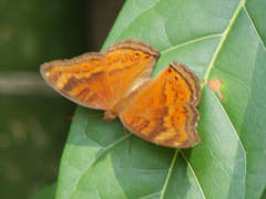 Junonia hedonia ida