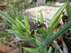 Ferraria foliosa