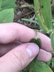 Dichanthelium ravenelii