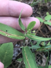 Dichanthelium ravenelii