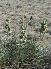 Yucca glauca glauca