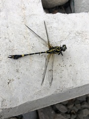 Melligomphus viridicostus