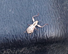 Pandeleteius defectus