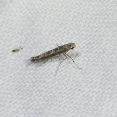 Neurobathra strigifinitella