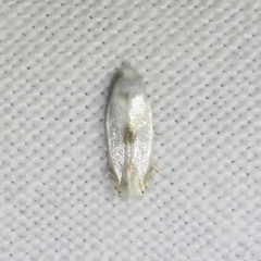 Opostegidae