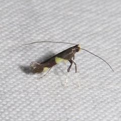 Caloptilia cornusella