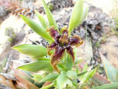 Ferraria foliosa