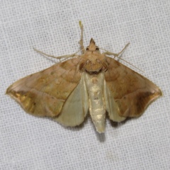 Pseudeva purpurigera