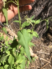 Koenigia phytolaccifolia