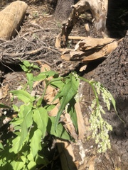 Koenigia phytolaccifolia