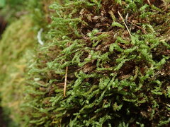 Mnium thomsonii