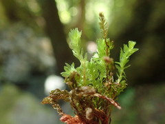 Mnium thomsonii