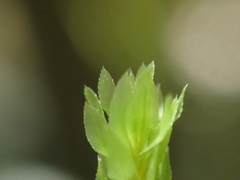 Mnium thomsonii
