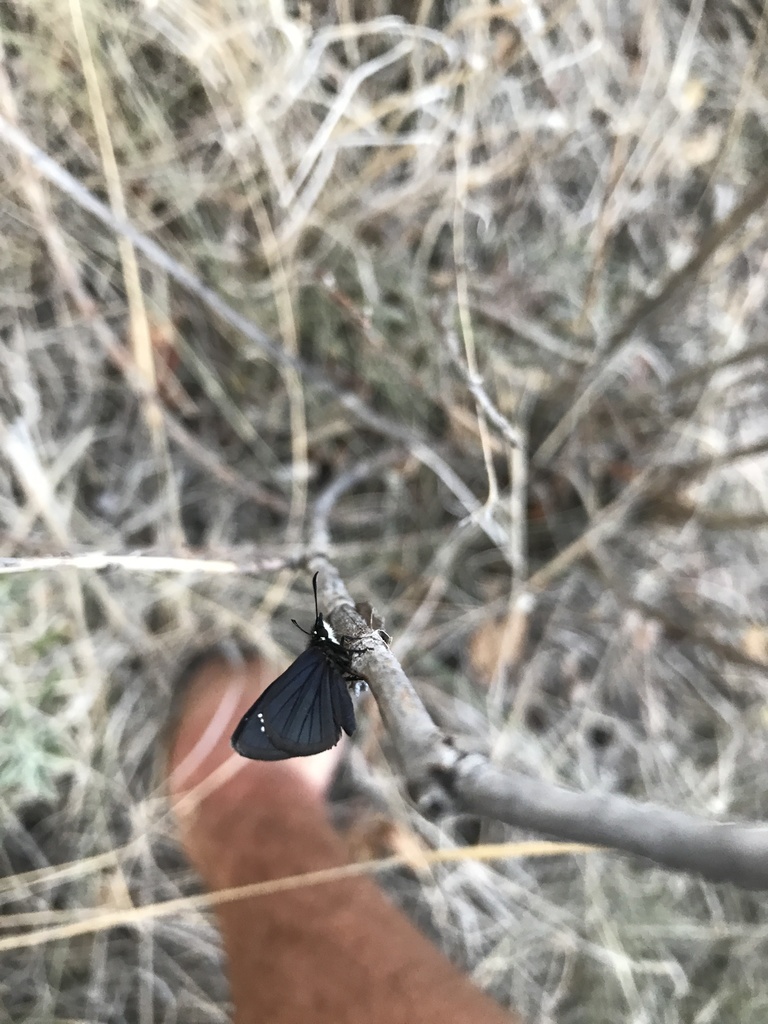 Mexican Sootywing