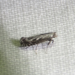 Parornix quadripunctella