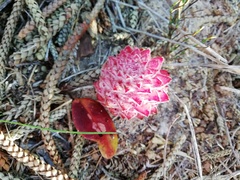 Hyobanche robusta
