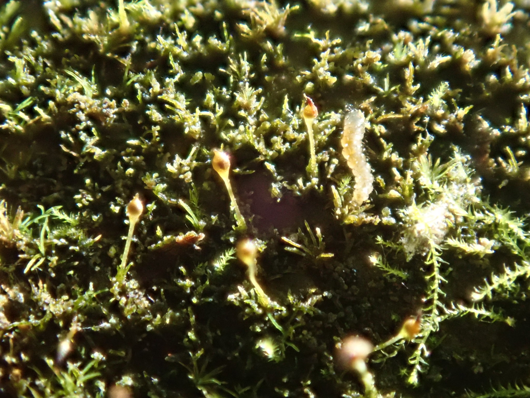 Seligeria acutifolia